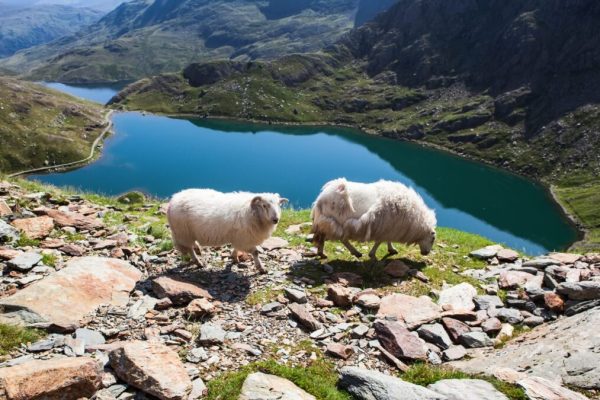 Snowdonia National Park, A Welsh Wilderness Adventure